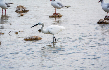 The small white heron or Little egret stands in the lake