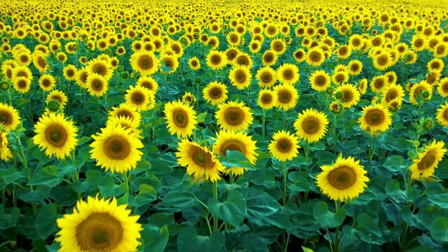 A field with blooming sunflowers at sunset.