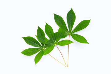 Cassava leaves on white background.