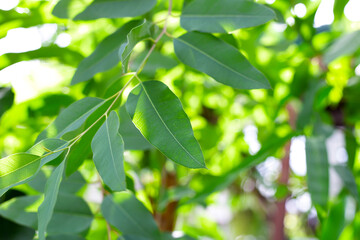 Fototapeta na wymiar Green leaves of eucalyptus for background.