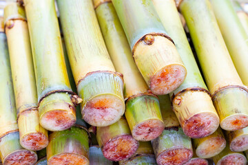 Cut sugar cane for planting