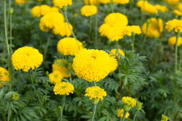 Yellow marigold flower in garden