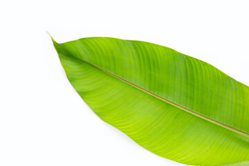 Fototapeta premium Heliconia leaf on white background. Copy space