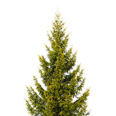 Fototapeta premium Spruce tree isolated on white background, natural photo