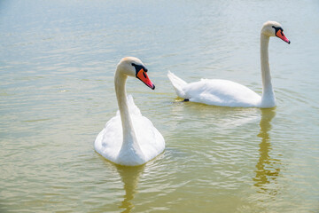 Two Graceful white Swans swimming in the lake, swans in the wild
