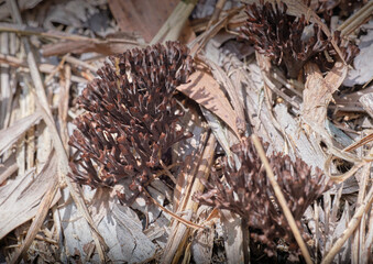 Stinking Earthfan Thelephora palmata macro photo