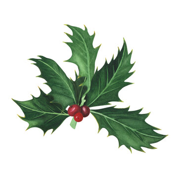 Christmas plant holly branch isolated on white background. Watercolor hand drawn Xmas illustration. Art for design