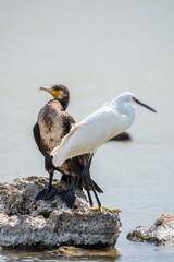 Small white heron, or Little egret, Egretta garzetta, and Great cormorant, Phalacrocorax carbo, sitting on a cliff and looking for fish in shallow water