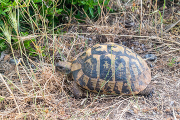 Hermann's tortoise (Testudo hermanni) on the grass. Hermann's tortoises are small to medium-sized tortoises from southern Europe.