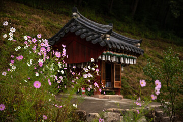 산신각 옆에 핀 코스모스
Cosmos blooming next to the mountain shrine