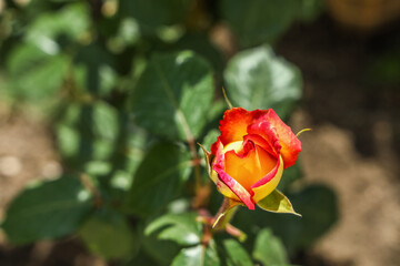 Beautiful rose bud in garden on sunny day, closeup