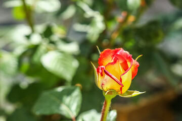 Beautiful rose bud in garden on sunny day, closeup