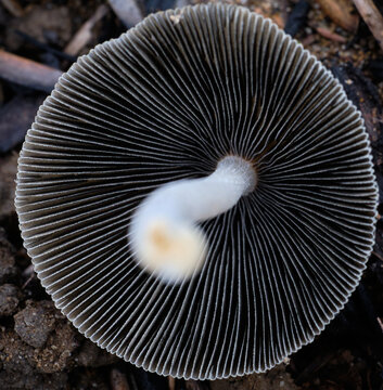mushroom gills pattern macro photo
