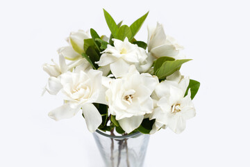 Naklejka na ściany i meble Cape jasmine or garden gardenia, gerdenia flower