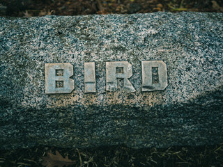 The word bird on stone