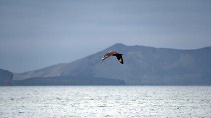 Brown skua (Stercorarius antarcticus) in flight above the crater bay, at Telefon Bay, Deception Island, Antarctica