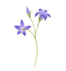 watercolor drawing flower of spreading bellflower, Campanula patula isolated at white background , hand drawn botanical illustration