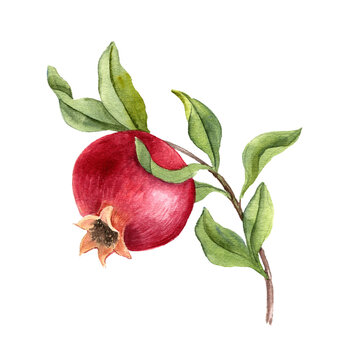 watercolor drawing branch of pomegranate tree, hand drawn illustration