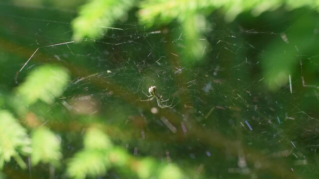 Sheet Weaver Spider Sitting In Its Web, The Web Reflecting Sunlight