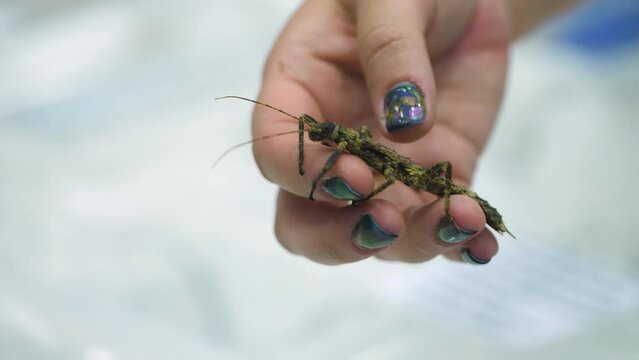 A lady with colourful nail polish holds a green stick insect in her hand