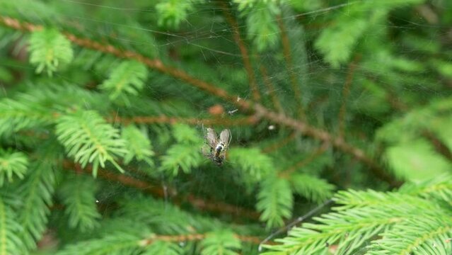 Spider Feeding On Its Entangled Prey