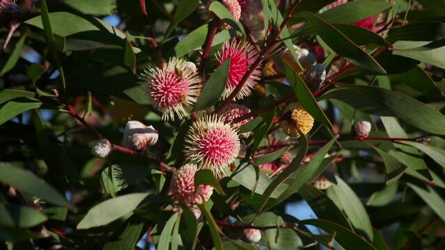 Lots of Bees flying on Hakea Laurina Plant, Daytime Sunny Maffra, Victoria, Australia Slow Motion