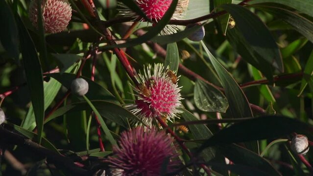 Lots of Bees Climbing and flying around Hakea Laurina Plant, Daytime Sunny Maffra, Victoria, Australia Slow Motion