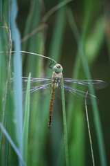 Libellule