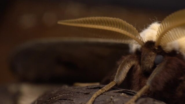 Great Peacock Moth (Saturnia Pyri) Sitting On Wood. macro, slider shot