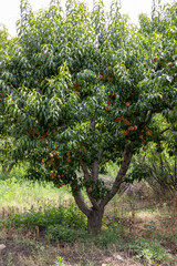 Fototapeta na wymiar Peach fruit tree with plenty of ripen peaches ready to harvest