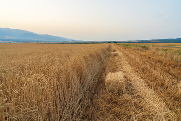 Wheat field with a rich harvest