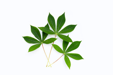 Cassava leaves on white background.
