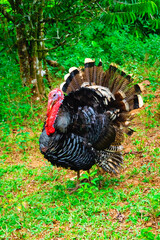 Domestic turkey in free range