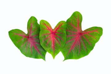 Caladium leaves on white background. Top view