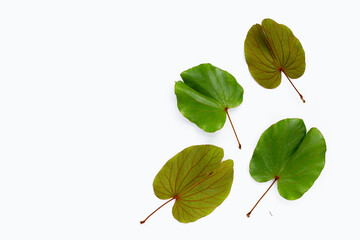 Bauhinia aureifolia or gold leaf bauhinia