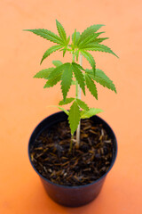 Cannabis plant, Fresh green leaves of marijuana