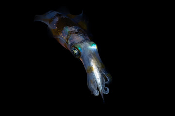 Bigfin Reef Squid - Sepioteuthis lessoniana catches a small fish and feeds on it. Underwater night...