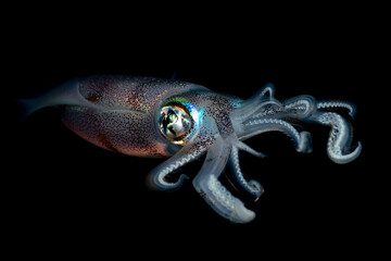 Bigfin Reef Squid - Sepioteuthis lessoniana hunta at night. Sea life of Tulamben, Bali, Indonesia.
