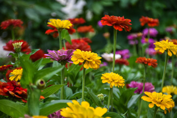A beautiful flowering bed with many bright and colorful dahlia flowers - 516693867