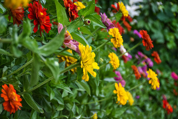 A beautiful flowering bed with many bright and colorful dahlia flowers - 516693870