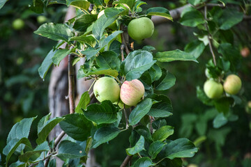 Fresh ripe apples on the branches in a domestic orchard - 516693872