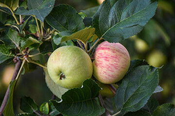 Fresh ripe apples on the branches in a domestic orchard - 516693873