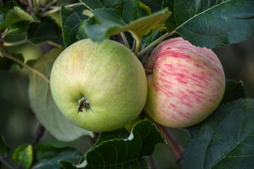 Fresh ripe apples on the branches in a domestic orchard - 516693877