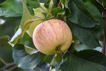 Fresh ripe apples on the branches in a domestic orchard - 516693879