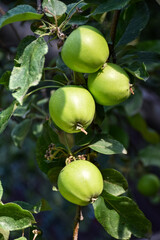 Fresh ripe apples on the branches in a domestic orchard - 516693880