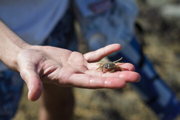 Small crab in a person's hand © Matias