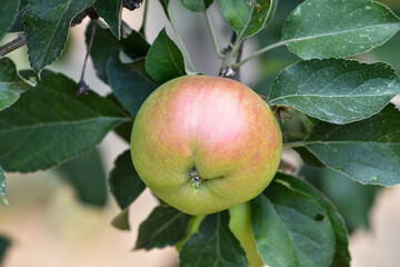 Fresh ripe apples on the branches in a domestic orchard - 516693883