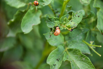 Colorado potato beetle, ten-striped spearman, a major pest of potato crops. Colorado beetle eating potato leaves - 516693886