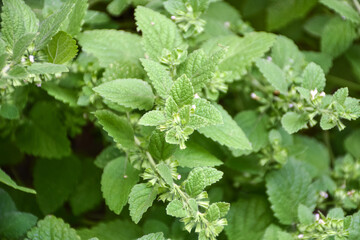 Culinary mint family herb, lemon balm, melissa officinalis in the garden bed - 516694012