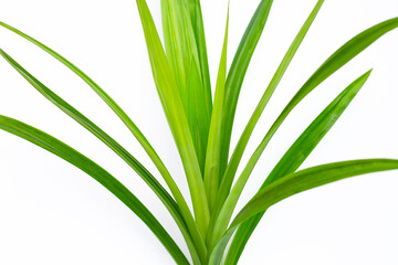 Fresh pandan leaves on white background.